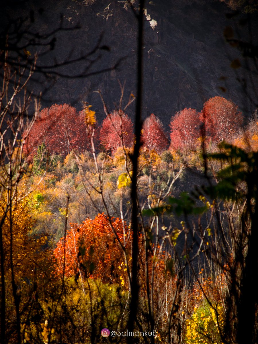 salmankub's tweet photo. Autumn 2022🍂
#salmansphotography #salmankub #chitral #KPK https://t.co/XKi1EEwfAt
