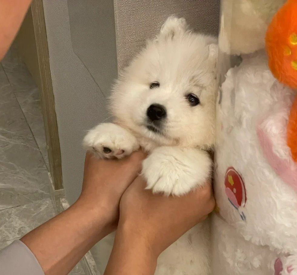 withmorlee's tweet photo. — #milephakphum as samoyed a thread https://t.co/A7LRkqk9TR