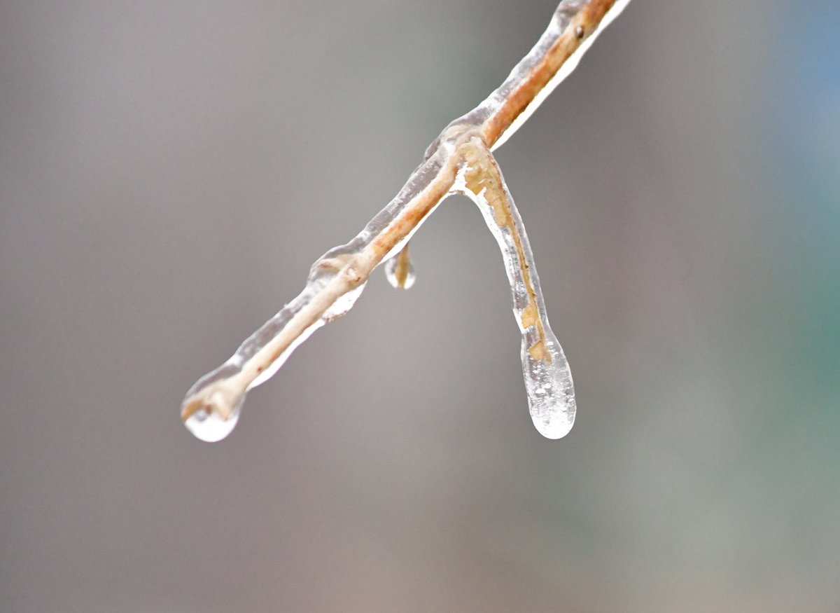 AdvCakStudios's tweet photo. Freezing rain Jan 5

#amateurphotography #amateurphoto #WinterStorm #WINTER #ice #frozenplanet https://t.co/z8W9MPNBHy