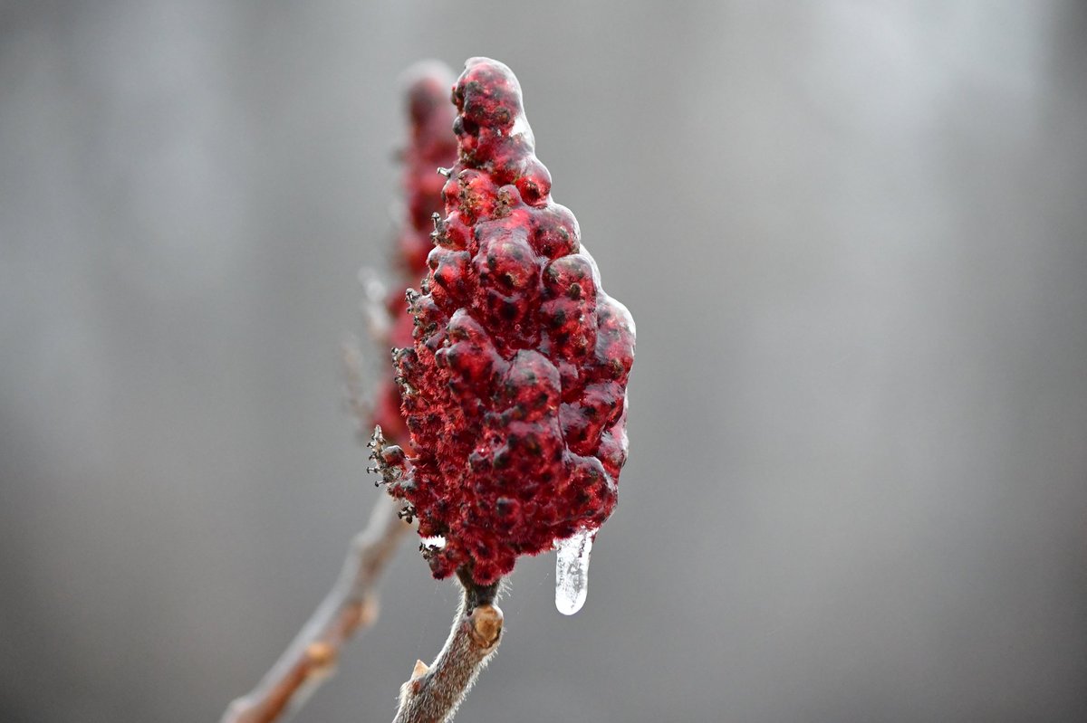 AdvCakStudios's tweet photo. Freezing rain Jan 5

#amateurphotography #amateurphoto #WinterStorm #WINTER #ice #frozenplanet https://t.co/z8W9MPNBHy