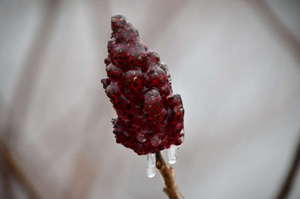 AdvCakStudios's tweet photo. Freezing rain Jan 5

#amateurphotography #amateurphoto #WinterStorm #WINTER #ice #frozenplanet https://t.co/z8W9MPNBHy
