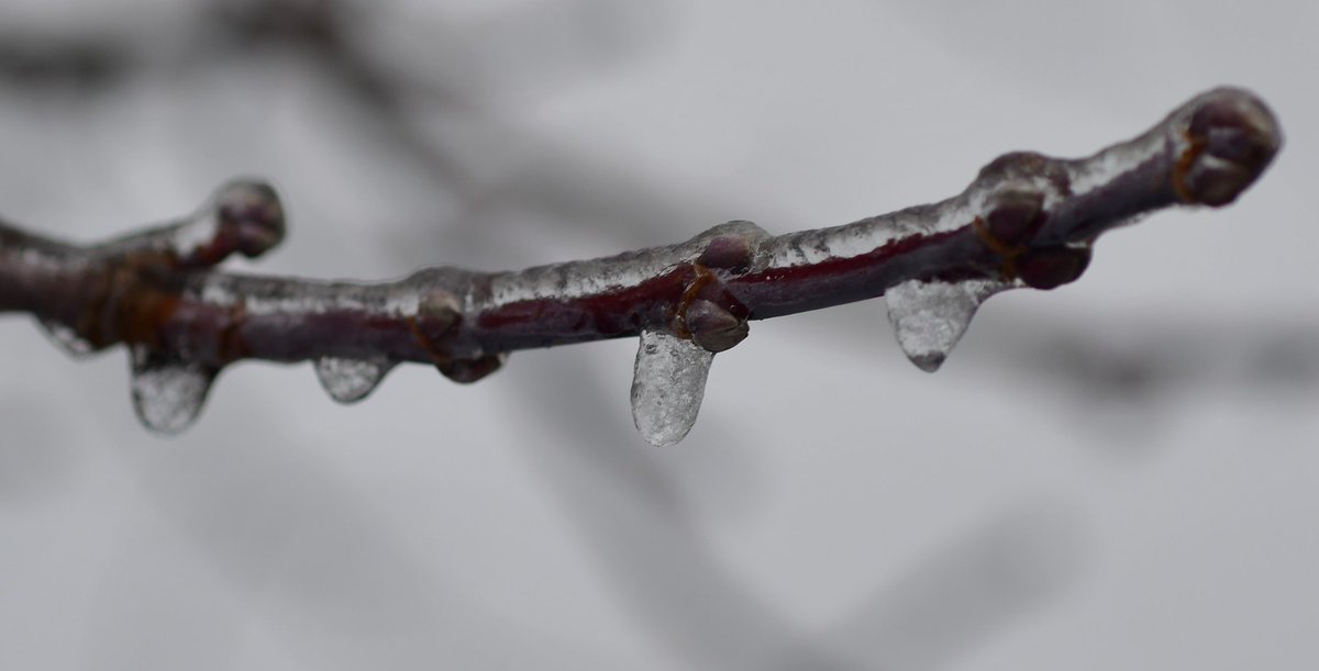 AdvCakStudios's tweet photo. Freezing rain Jan 5

#amateurphotography #amateurphoto #WinterStorm #WINTER #ice #frozenplanet https://t.co/z8W9MPNBHy