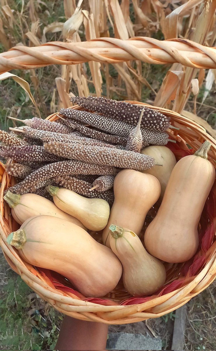 Butter nut squash when harvested at the right time taste like a mix of Irish and Sweet Potatoes.
You can roast, fry and use them in soup.

And there's the rest of our Pearl Millet.🌾
We won't be planting again until the next planting season,but we still have a few things growing.