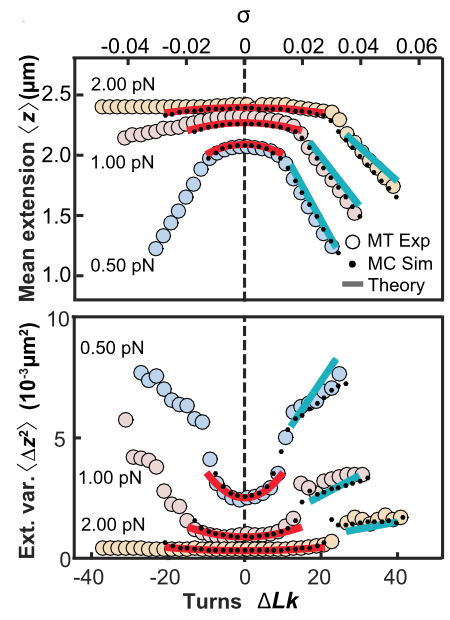 LipfertLab's tweet photo. We show that considering the *variance* of the extension fluctuations of supercoiled DNA, in addition to their mean (the famous rotation or "hat curves" that everyone in the magnetic tweezers community knowns and loves), provides critical additional information. (2/n) https://t.co/EA1GivVCSU