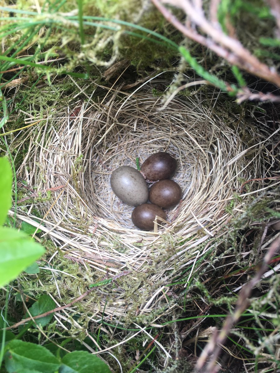 houndtrail's tweet photo. Eh up! Cuckoo Victor II is getting itchy wings and starting to make moves in and around Gabon. @_BTO #soonbehere #sponsoracuckoo https://t.co/0VNC3BiCnG