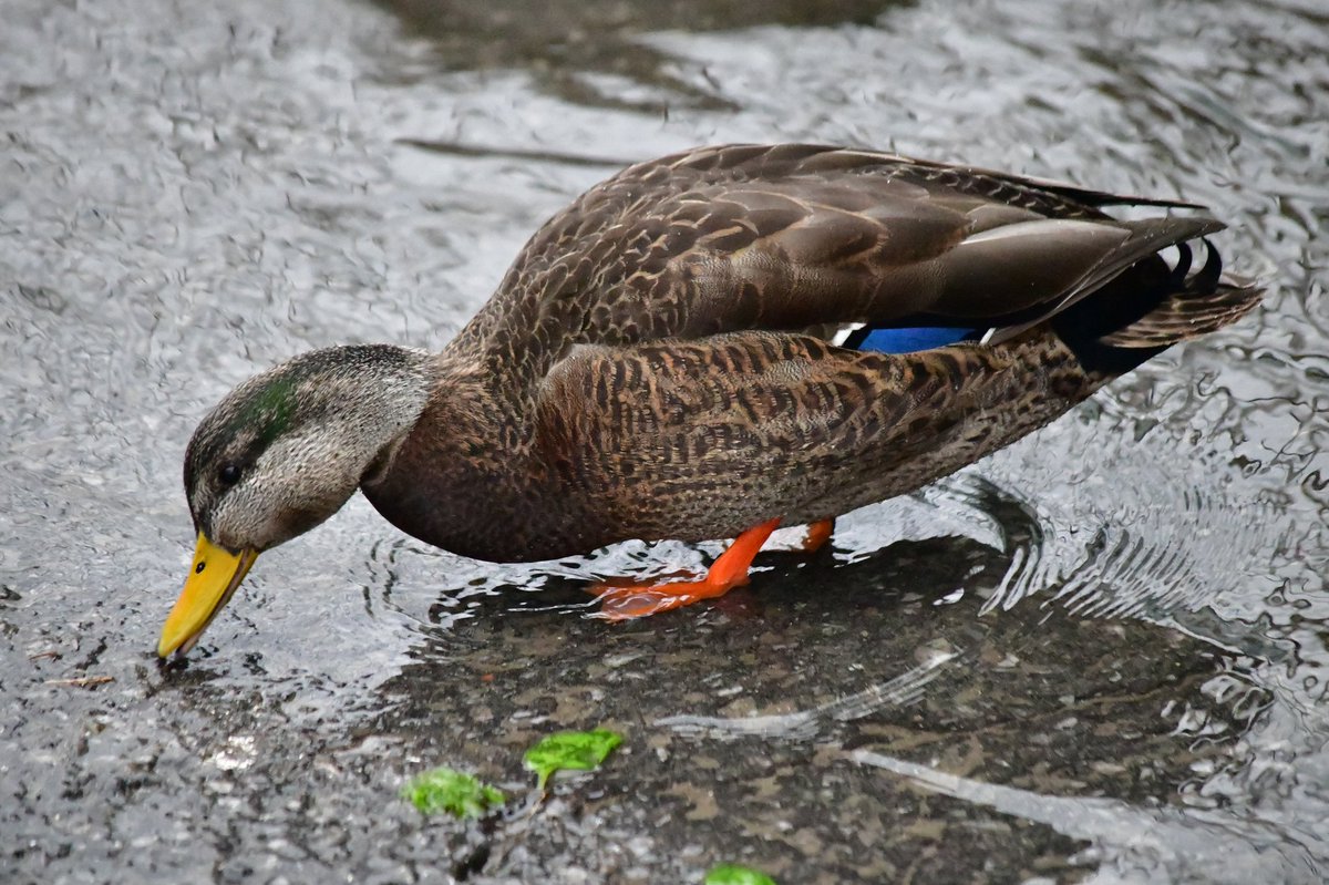 AdvCakStudios's tweet photo. A Cluster-Duck
Jan 5

#amateurphotography #amateurphoto #ducks #Duck #duckarmy #DucksUnited #canard #winterholidays #WINTER https://t.co/GK9CuSXjdn