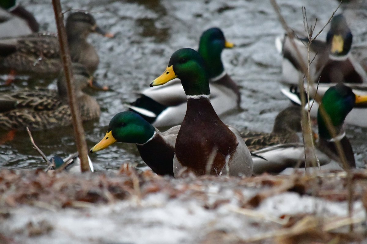 AdvCakStudios's tweet photo. A Cluster-Duck
Jan 5

#amateurphotography #amateurphoto #ducks #Duck #duckarmy #DucksUnited #canard #winterholidays #WINTER https://t.co/GK9CuSXjdn