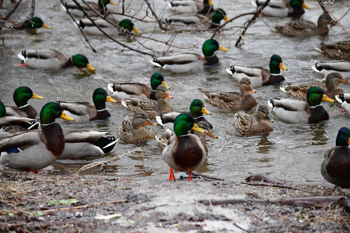 AdvCakStudios's tweet photo. A Cluster-Duck
Jan 5

#amateurphotography #amateurphoto #ducks #Duck #duckarmy #DucksUnited #canard #winterholidays #WINTER https://t.co/GK9CuSXjdn