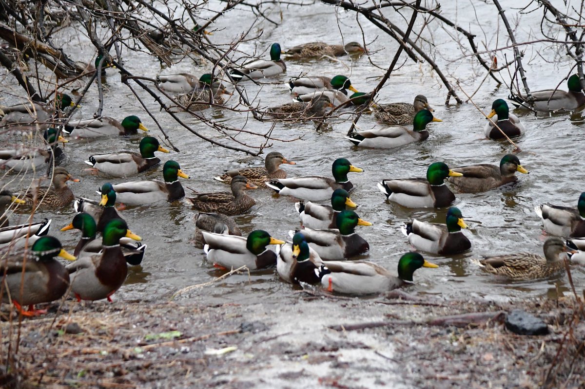 AdvCakStudios's tweet photo. A Cluster-Duck
Jan 5

#amateurphotography #amateurphoto #ducks #Duck #duckarmy #DucksUnited #canard #winterholidays #WINTER https://t.co/GK9CuSXjdn