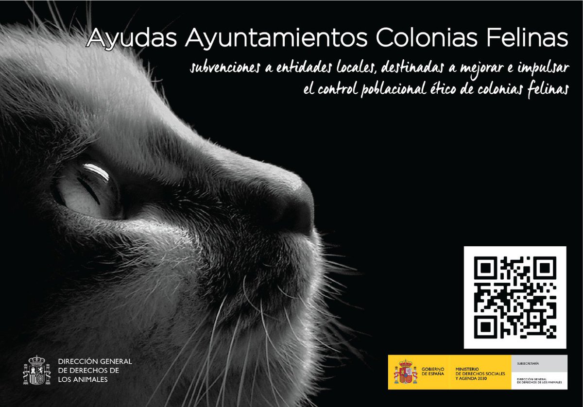 Sergio Torres 🇪🇭 🔻🐈 tweet media