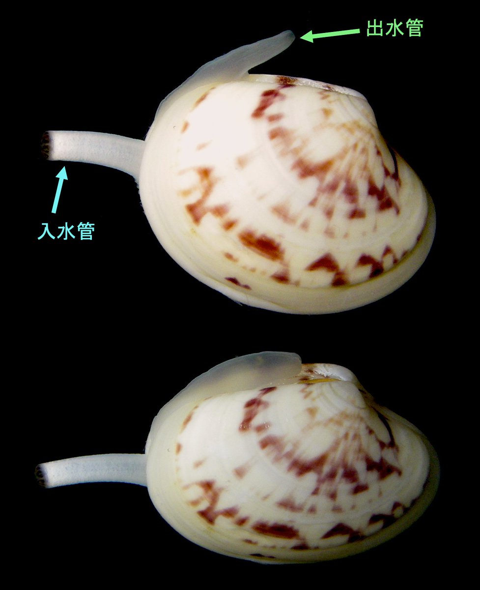 ベニワスレの生貝を@jhansukaさんからご恵贈賜り大感激。ありがとう