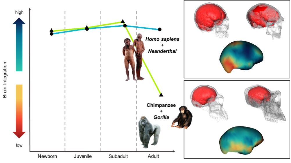Ricerca. L’“eterna giovinezza” del cervello di Homo sapiens mai diventato adulto dlvr.it/SgSxJt