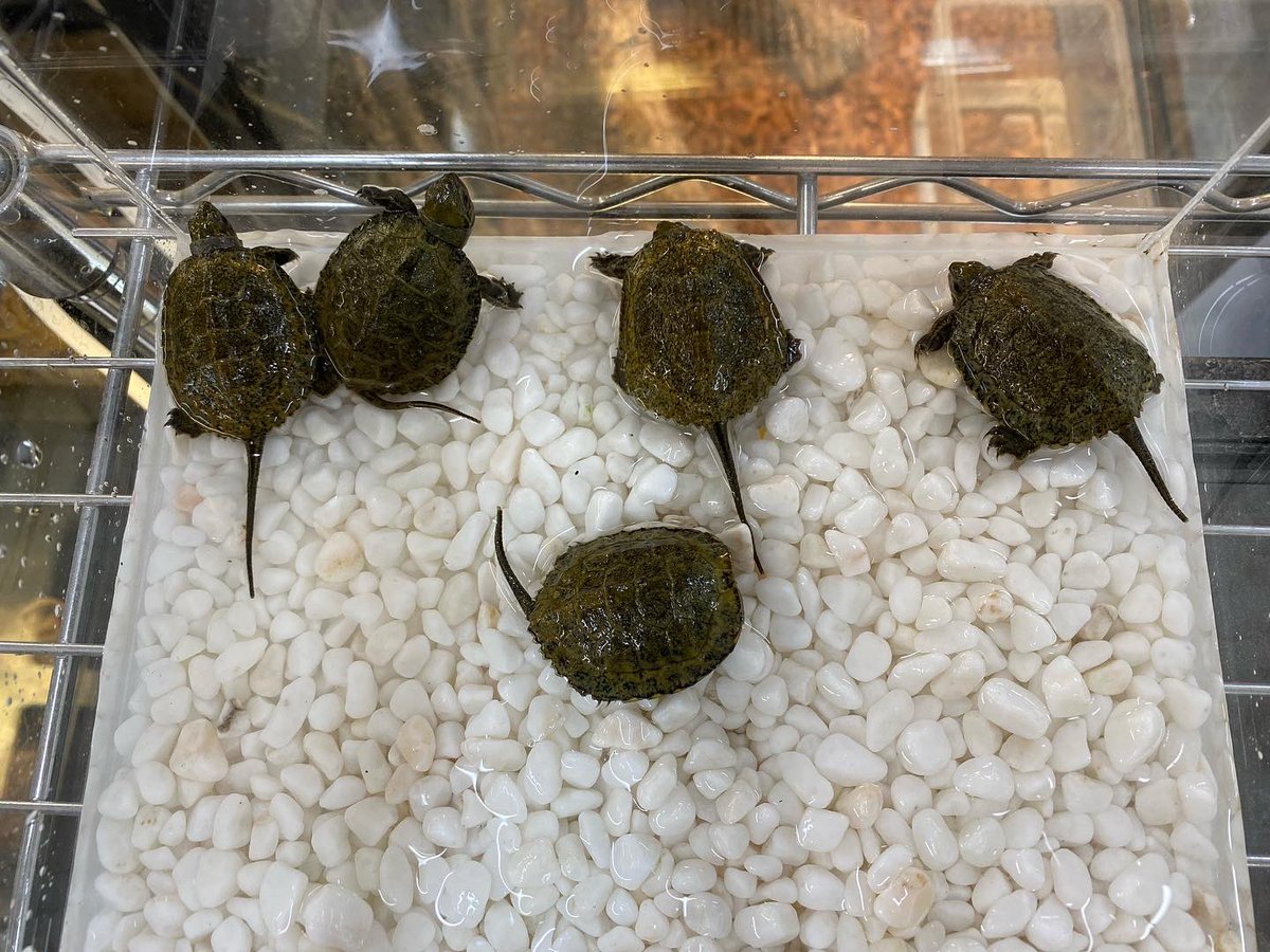 #ニコペット
#爬虫類 #ニホンイシガメ

爬虫類入荷しました！

ニホンイシガメ　ベビー