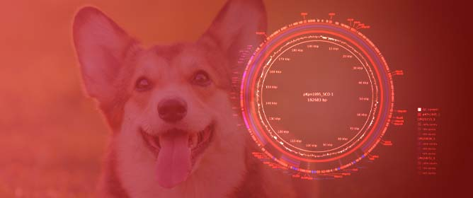 #issuecover
Belgian Report of #Ertapenem Resistance in an ST11 #Klebsiella #Pneumoniae Strain Isolated from a #Dog Carrying blaSCO-1 and blaDHA-1 Combined with Permeability Defects by Dr. Hanne Debergh
<a href="/Hdbergh/">hanne debergh</a> et al. 
👉mdpi.com/2079-6382/11/9…