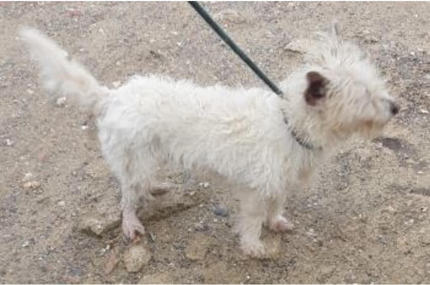 The_Animal_Team's tweet photo. #StrayDog #Found #Godalming #GU8 area, #SouthEast on 5/1/23. Small adult terrier. SDK Em. ooh@sdkenvironmental.com
☎️03444 828300.
Ref No: WADC SDK102059 B Proof of ownership will be required. https://t.co/9Cwd8Ky03C #FoundDog #dogsoftwitter https://t.co/L4wubt7Mnf