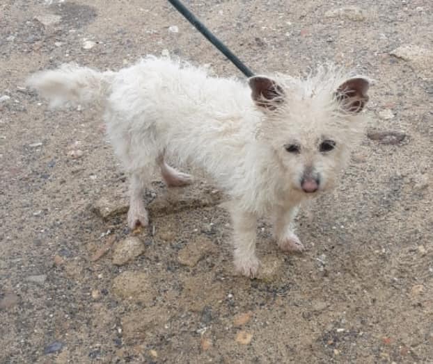 The_Animal_Team's tweet photo. #StrayDog #Found #Godalming #GU8 area, #SouthEast on 5/1/23. Small adult terrier. SDK Em. ooh@sdkenvironmental.com
☎️03444 828300.
Ref No: WADC SDK102059 B Proof of ownership will be required. https://t.co/9Cwd8Ky03C #FoundDog #dogsoftwitter https://t.co/L4wubt7Mnf