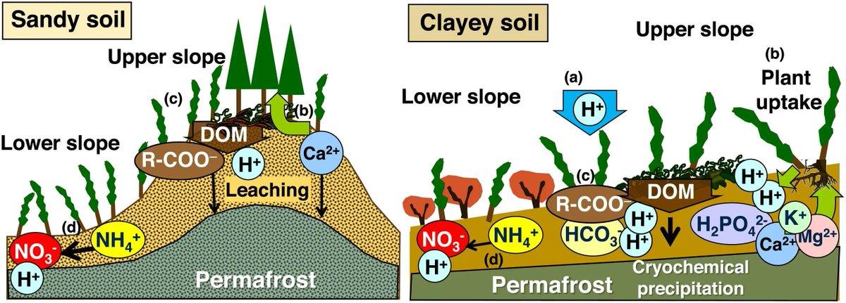 Geoderma_Jrnl's tweet photo. New in Geoderma: "Fluxes of dissolved organic matter and nitrate and their contribution to soil acidification across changing permafrost landscapes in northwestern Canada" by Kazumichi Fujii &amp; Chie Hayakawa. https://t.co/KojFQT363N. https://t.co/BSo2cm2M1y