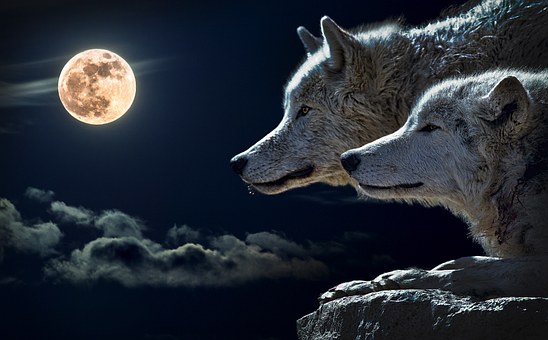 sweetstickyrain's tweet photo. #FullWolfMoon
#WolfMoon
#FullMoon
#JanuaryMoon
https://t.co/ypoPvJoAKe
Full Wolf January Moon https://t.co/1Xk9pvS3O1