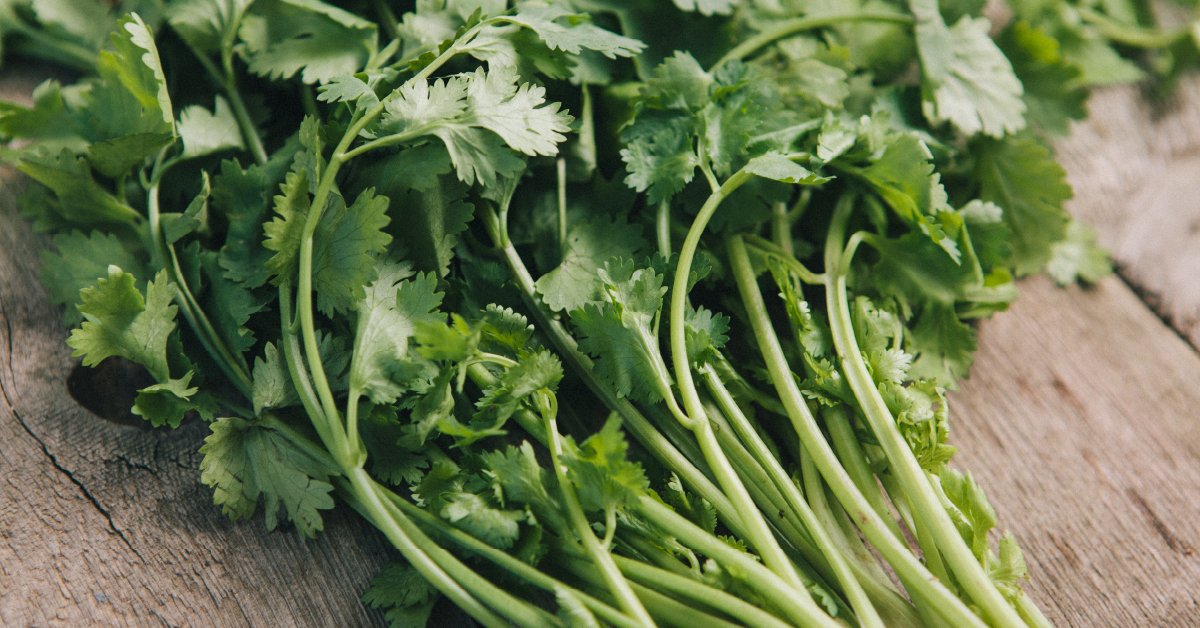 WebMD's tweet photo. Treat cilantro, parsley, and mint like cut flowers. Place them in jars with water and then refrigerate. More produce freshness tips: https://t.co/J8Qj1walR3 https://t.co/PhQgkhgMCx