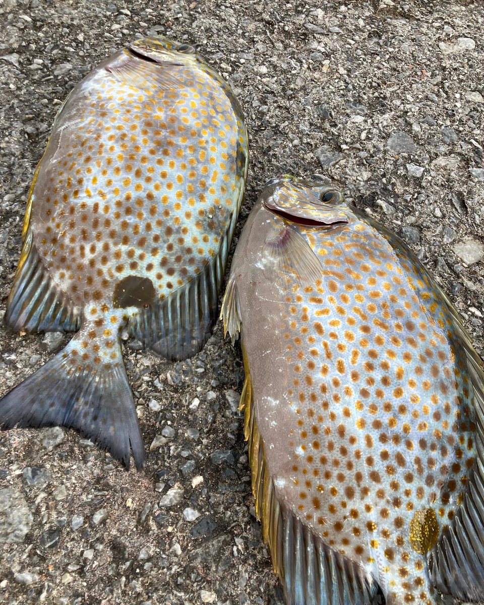 chipachipa11164's tweet photo. 釣った魚放置して、海で転んだおじさん救助してたら、その間に猫に魚引っ張られて竿が落下

その後、予備竿で本命34cm、2枚ゲット

お高いカーエーになりました😇 https://t.co/xm4G9fm89c