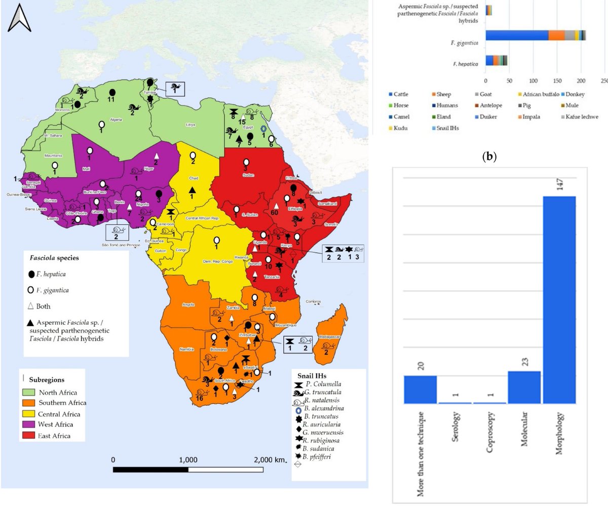 PREPARE4VBD (@prepare4vbd) on Twitter photo Important piece of work led by <a href="/sophy_nukeri/">SawFiii💫</a> & team <a href="/UKZN/">University of KZN</a>! "Potential #Hybridization of F. hepatica and F. gigantica in Africa - A Scoping Review" mdpi.com/1929698 #mdpipathogens via <a href="/Pathogens_MDPI/">Pathogens MDPI</a>
#liverflukes #fasciola #vectors #Parasitology <a href="/PREPARE4VBD/">PREPARE4VBD</a> <a href="/UCPH_health/">UCPH Healthscience</a> Important piece of work led by <a href="/sophy_nukeri/">SawFiii💫</a> & team <a href="/UKZN/">University of KZN</a>! "Potential #Hybridization of F. hepatica and F. gigantica in Africa - A Scoping Review" mdpi.com/1929698 #mdpipathogens via <a href="/Pathogens_MDPI/">Pathogens MDPI</a>
#liverflukes #fasciola #vectors #Parasitology <a href="/PREPARE4VBD/">PREPARE4VBD</a> <a href="/UCPH_health/">UCPH Healthscience</a>