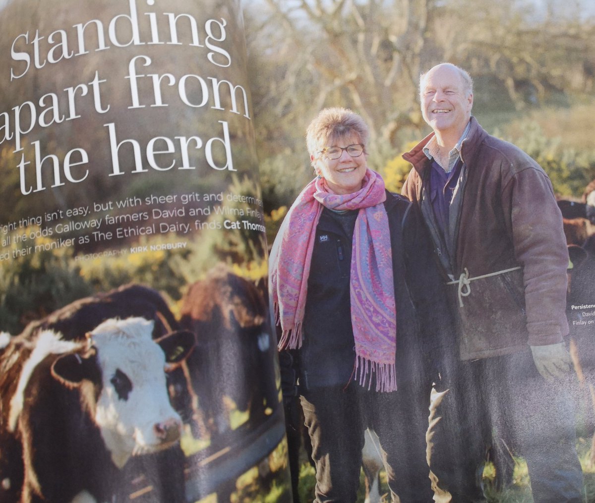 deputypics's tweet photo. The latest edition of @ScottishField with my article in it. I spoke to Wilma and David Finlay of @theethicaldairy about how they have achieved cow with calf dairy farming #inspirational #cowwithcalf #Scotland pic Kirk Norbury https://t.co/MtukBbdpBw