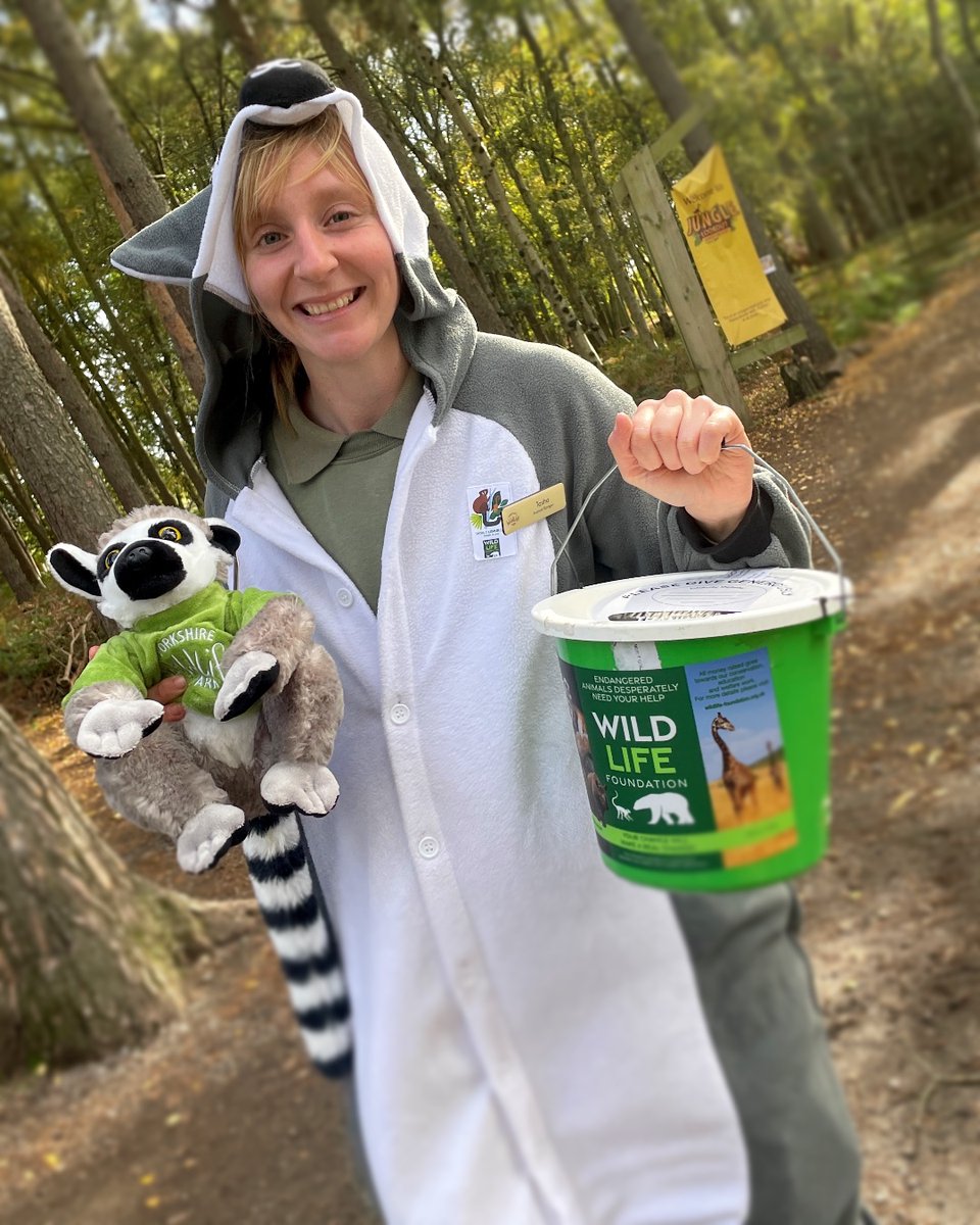 YorkshireWP's tweet photo. A MASSIVE thank you to everyone who visited and donated on World Lemur Day, helping us raise over £100 for Lemur conservation! 💚
#Lemurs #Conservation #Wildlife #HelpSimus @wildlife_fdn https://t.co/PSrMUZKCYT