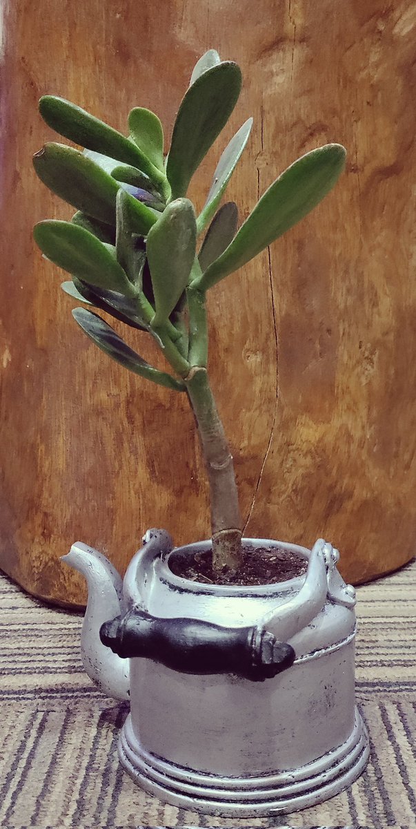 LaGravitea's tweet image. Tea Kettle shaped Flower Pot at 'La Gravitea'🫖.

Obsessed with #TeaPots.

If you have #Antique #Vintage #Rare Tea Pots, we would buy for our #TeaPotMuseum.

WhatsApp+91 9570110000

@LadyTeapots 
@Mousesteps