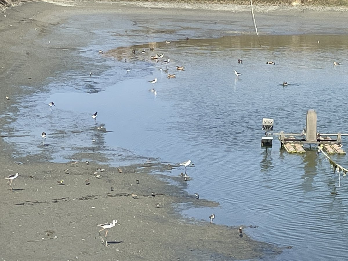 drongo111's tweet photo. 收成後的魚塭降下水位之後
就是鳥類的食堂
雁鴨、鷺鷥 、高蹺鴴、鷸鴴
各種長短腿的水鳥都來了！

人吃（撈）剩下的給鳥吃 
大家有飯吃 不是很好的事嗎？！ https://t.co/oBYH1SCtQe