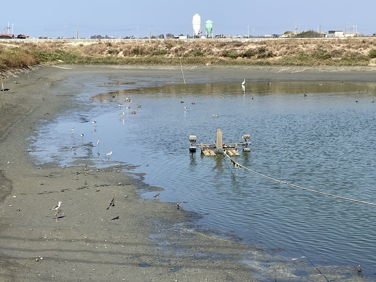 drongo111's tweet photo. 收成後的魚塭降下水位之後
就是鳥類的食堂
雁鴨、鷺鷥 、高蹺鴴、鷸鴴
各種長短腿的水鳥都來了！

人吃（撈）剩下的給鳥吃 
大家有飯吃 不是很好的事嗎？！ https://t.co/oBYH1SCtQe