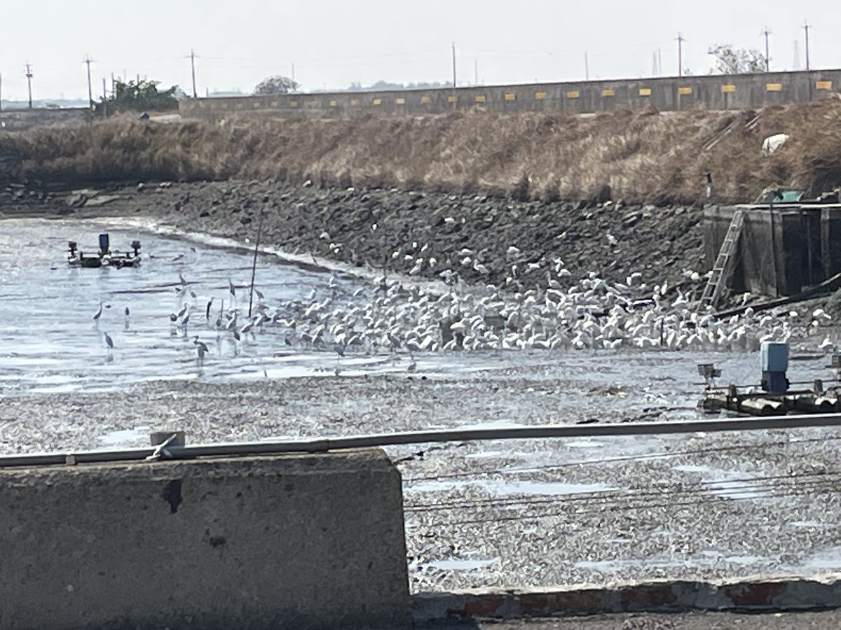 drongo111's tweet photo. 收成後的魚塭降下水位之後
就是鳥類的食堂
雁鴨、鷺鷥 、高蹺鴴、鷸鴴
各種長短腿的水鳥都來了！

人吃（撈）剩下的給鳥吃 
大家有飯吃 不是很好的事嗎？！ https://t.co/oBYH1SCtQe