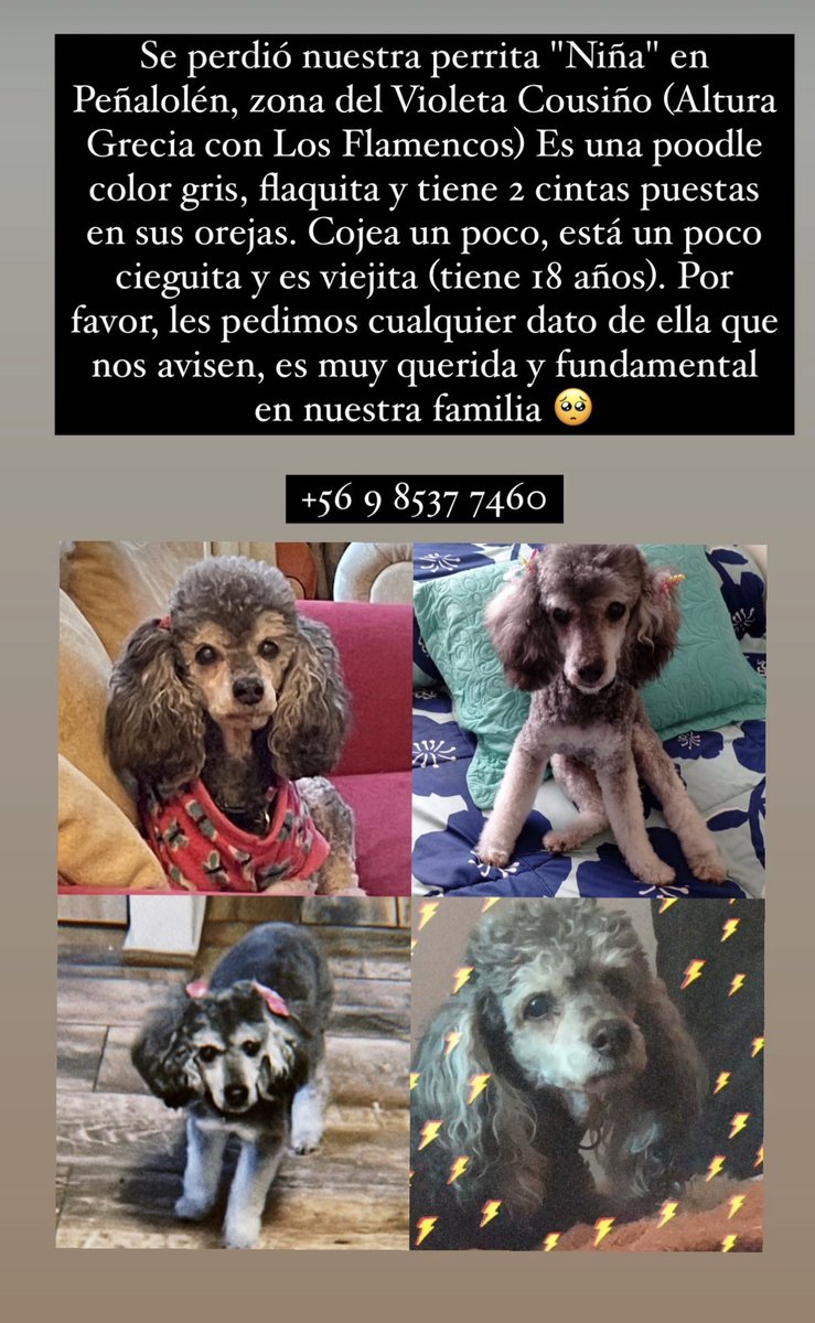 SOS Mascotas CL tweet media
