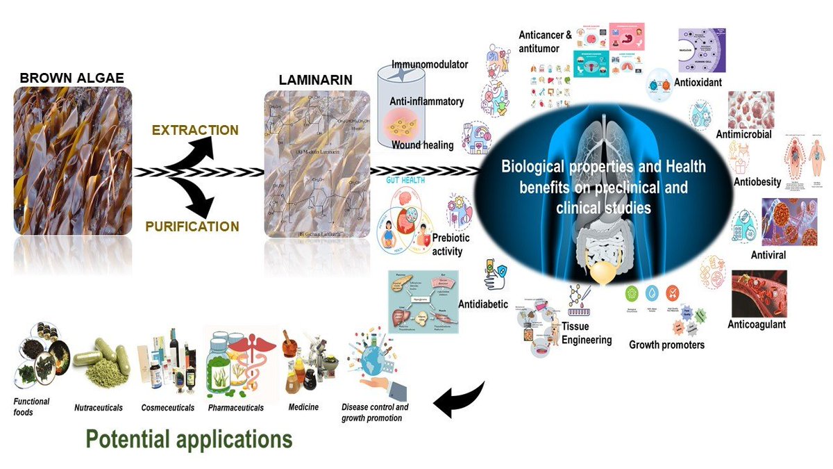 Marine_Drugs's tweet photo. Review: Biological Properties and Health-Promoting Functions of Laminarin: A Comprehensive Review of Preclinical and Clinical Studies, by Shanmugapriya Karuppusamy et al.
https://t.co/fLlsKLbZi3
#laminarin #algalpolysaccharide https://t.co/k8FLouYrRF
