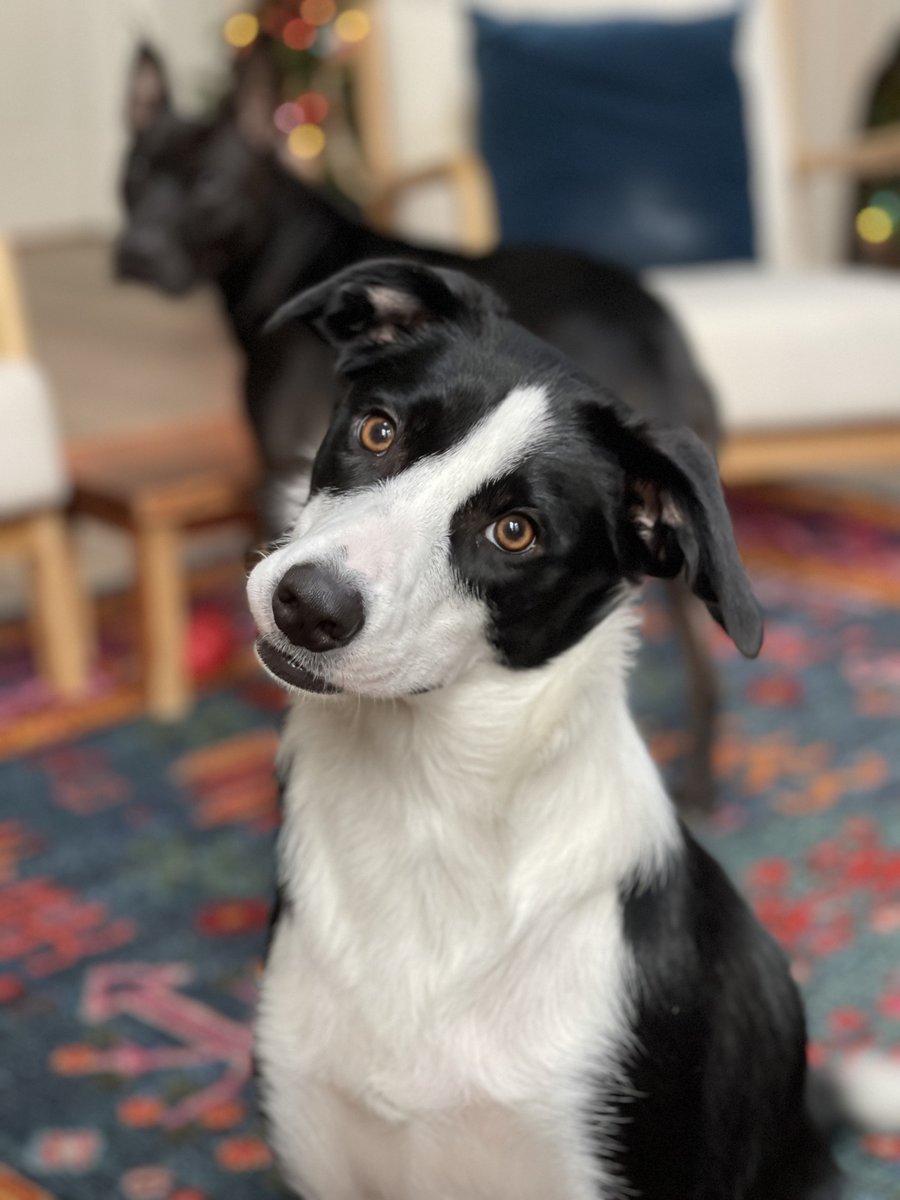 DarwinDogs's tweet photo. Head tilt competition! Who has a great head tilt pic? Let’s see what you’ve got! Arwen’s got it locked!
https://t.co/Ev1KLGQyKy
#bordercollie #dogsarefamily #dogsarelife ##clevelanddogtrainer #doglife #dogtraining #dogtrainingtips #Piloting #ThePAWmethod #CLEdogs https://t.co/Wi2aY7LoCS