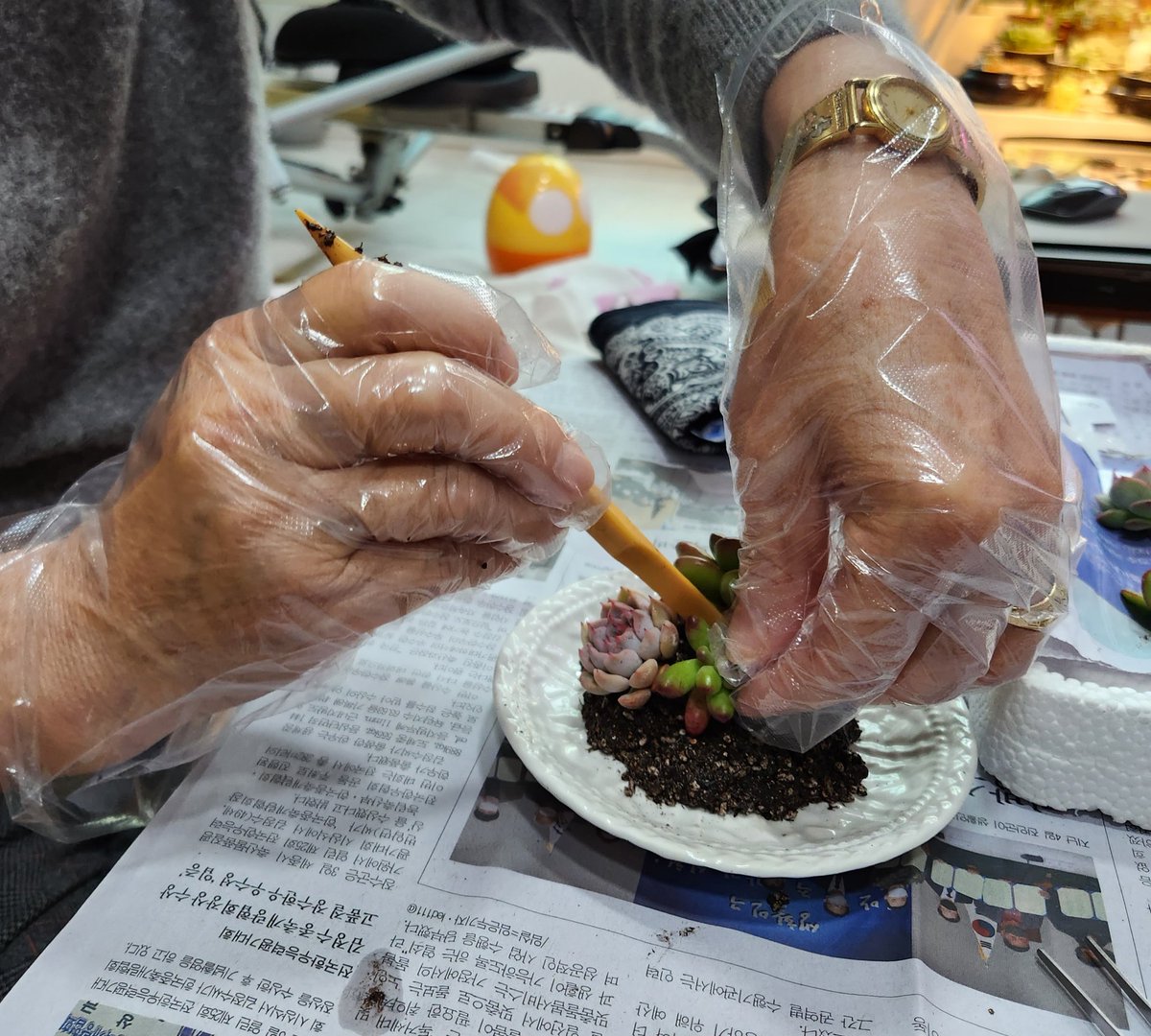 dabeemam's tweet image. 울 친정엄마의 첫 다육아트
재활치료 차 우리집으로 오셔서 내가 할 수있는 다육아트로 원예치료를 해보았다.
병원에서 할 수있는 치료도 병행하면서 빨리 일상으로 돌아갈 수 있도록 노력하자..
#다육아트 #원예치료