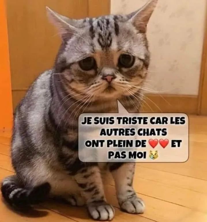Animal Passion Je Suis Triste Car Les Autres Chats Ont Plein De Et Pas Moi T Co Lafiodfqie Twitter Animal Passion Je Suis Triste Car Les Autres Chats Ont Plein De Et Pas Moi T Co Lafiodfqie Twitter