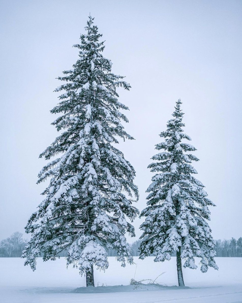 Snowy perfection 🌲 (full disclosure: this is from two weeks ago but let's hope it looks like this again soon!)

📸 : @elcyphotos

#ComeWander #PakenhamON #LanarkCounty #SnowDay #Backroads #enjoycanada #canadianphotography #tourcanada #canadasworld #wintertime