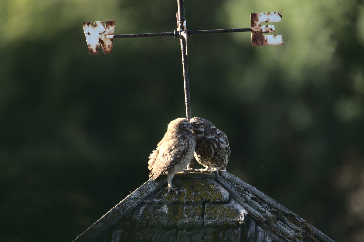 Congratulations to David Jeffrey - the winner of the 2022/23 South Downs Photo Competition. 

The judges not only admired the softness of "Little Owl Chick and Dad" but also praised the story of West meeting East to spell 'WE.'