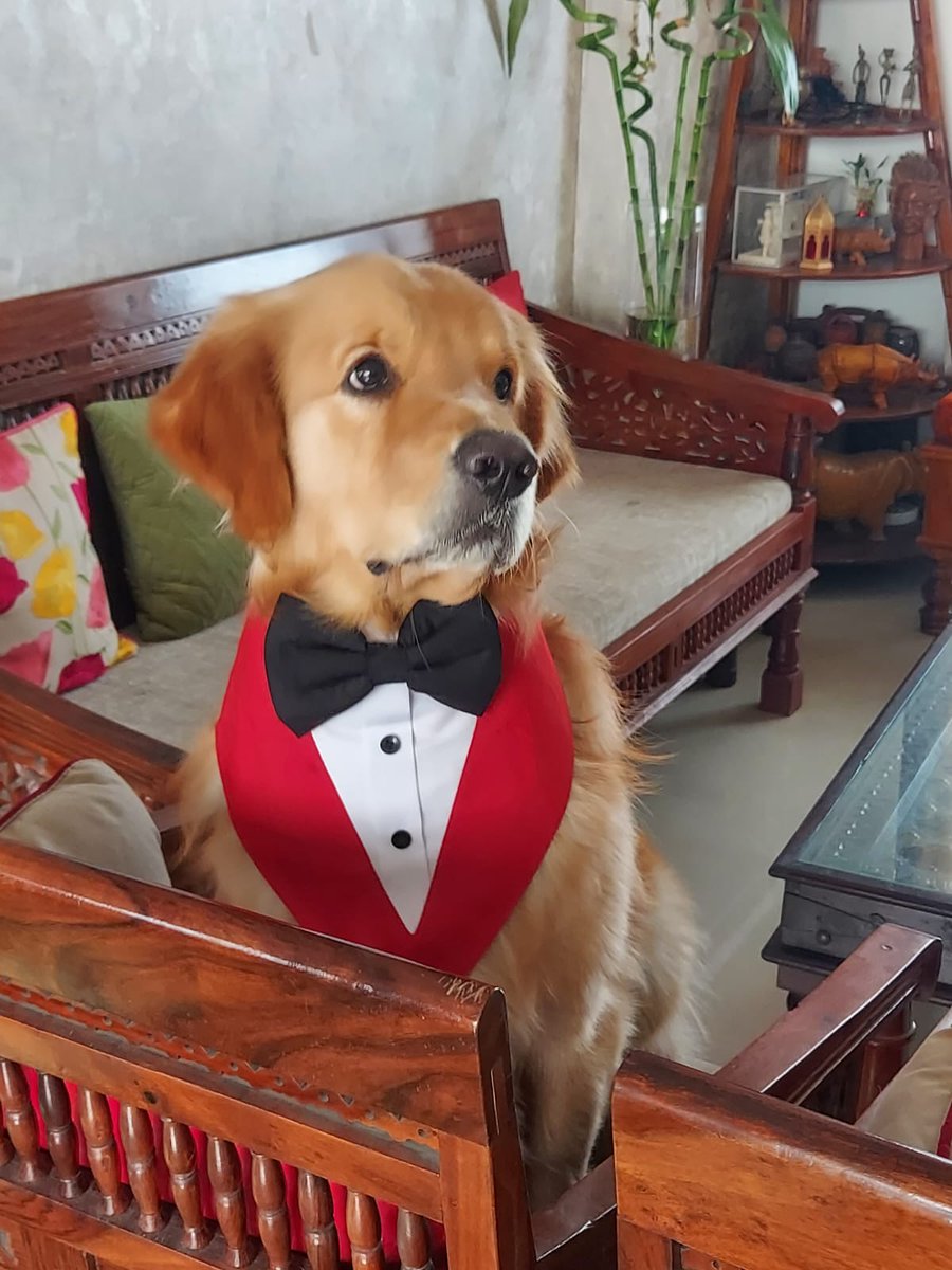 sanjoy0901's tweet photo. #GoldenRetrieverChannel
#GoldenRetrievers
#goldenretriever
The name's Zephyr
Neither shake nor stir.. https://t.co/3gqzqMJThS