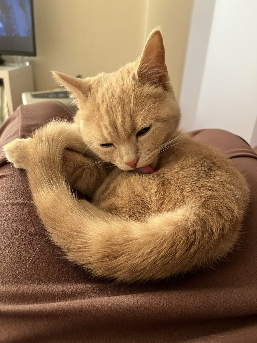 7_dc4's tweet photo. 冬毛❄️ #猫　#ブリティッシュショートヘア　#ネコ https://t.co/M2MJtIBc3m