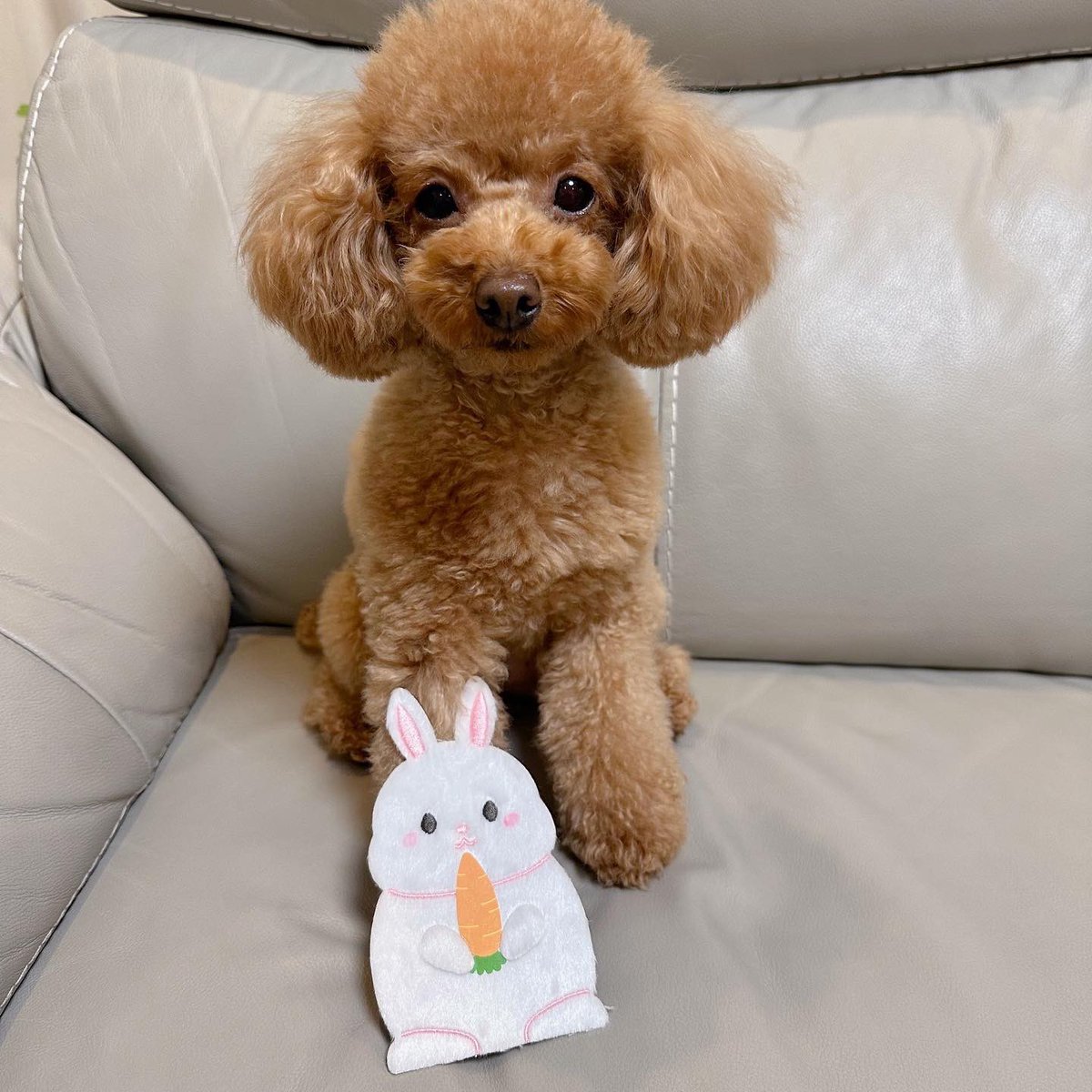 Michelle_e0705's tweet photo. 今年もミシェルにお年玉をあげました🎍
そして、今年も家族で
ビンゴ大会をやりました✨
また、来年もやろうと思います🤣
👩‍🦰１位
🐶２位
👶３位
👱‍♂️４位 https://t.co/iBGbNxVLwN