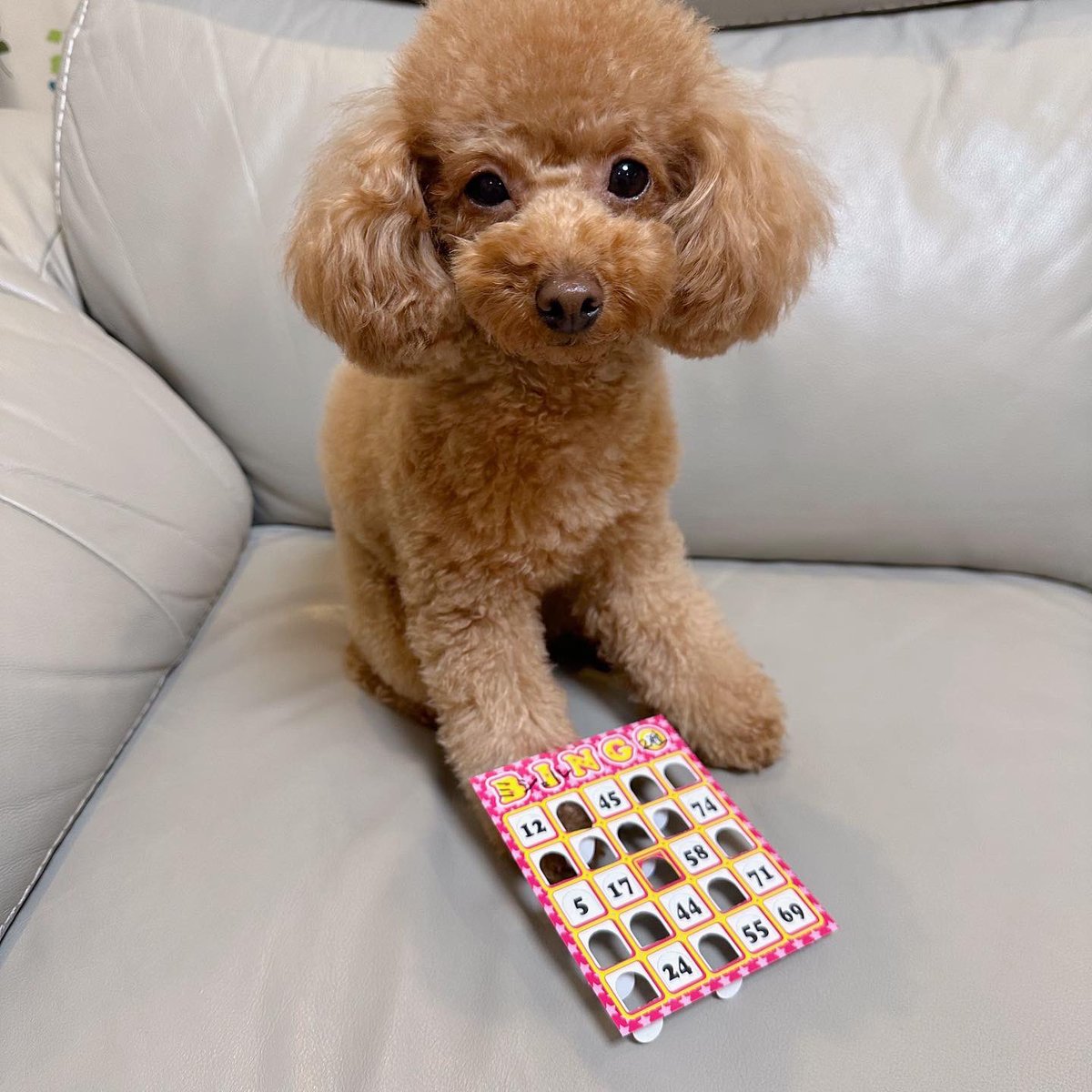 Michelle_e0705's tweet photo. 今年もミシェルにお年玉をあげました🎍
そして、今年も家族で
ビンゴ大会をやりました✨
また、来年もやろうと思います🤣
👩‍🦰１位
🐶２位
👶３位
👱‍♂️４位 https://t.co/iBGbNxVLwN