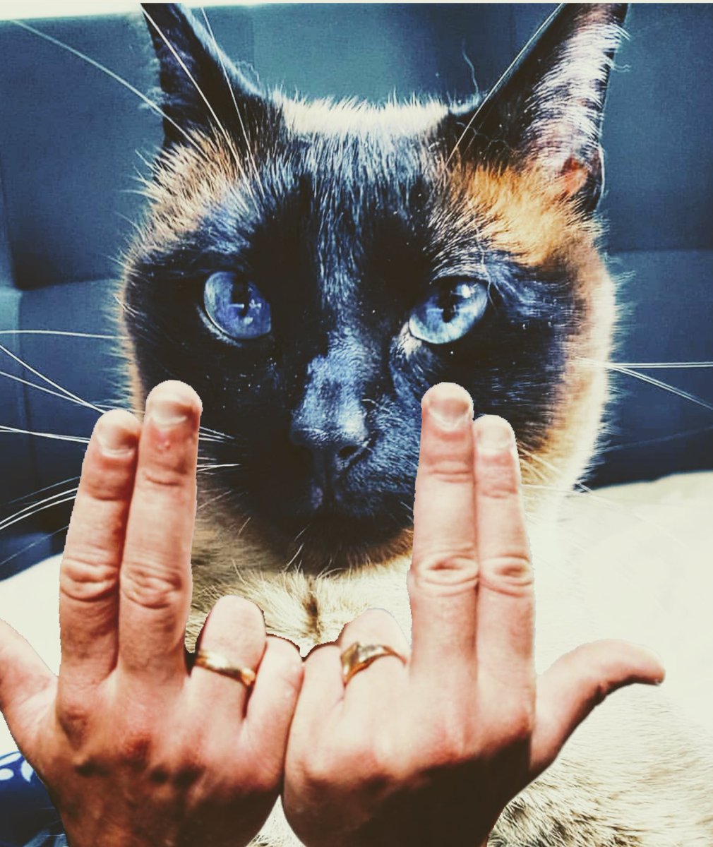 PhilippeTolfik's tweet photo. @sergent_michael Tu penses quoi de mon chat ? https://t.co/Mse6knHtNA