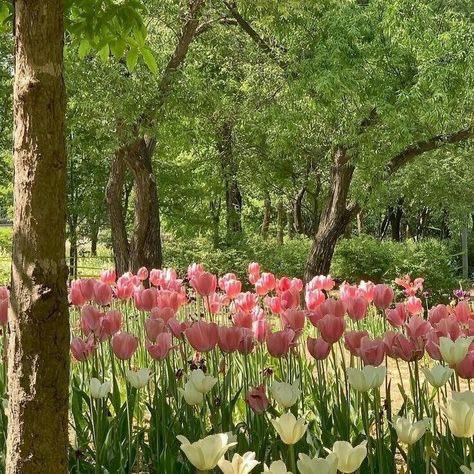 300moods's tweet photo. tulip fields 🌷 https://t.co/WrjFP7rxCP