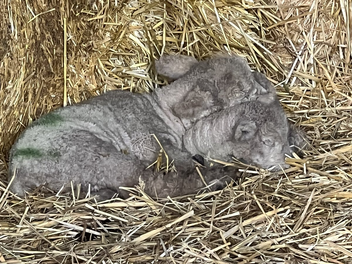 Snuggles. #southdowns #lambing2023