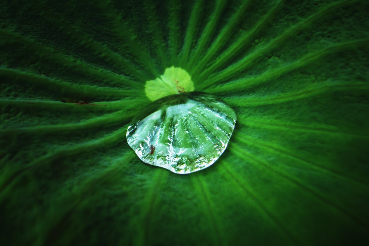 Systemic Leadership & Coaching with Constellations tweet media