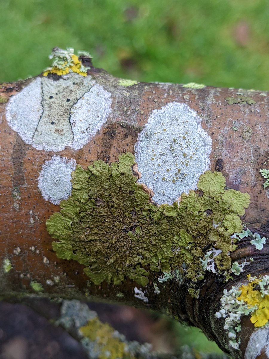 rebecca_yahr's tweet image. Why do I like lichens? For the stories they tell! This run-of-the-mill branch has some ordinary lichens doing fascinating things. A little lunchtime thread: