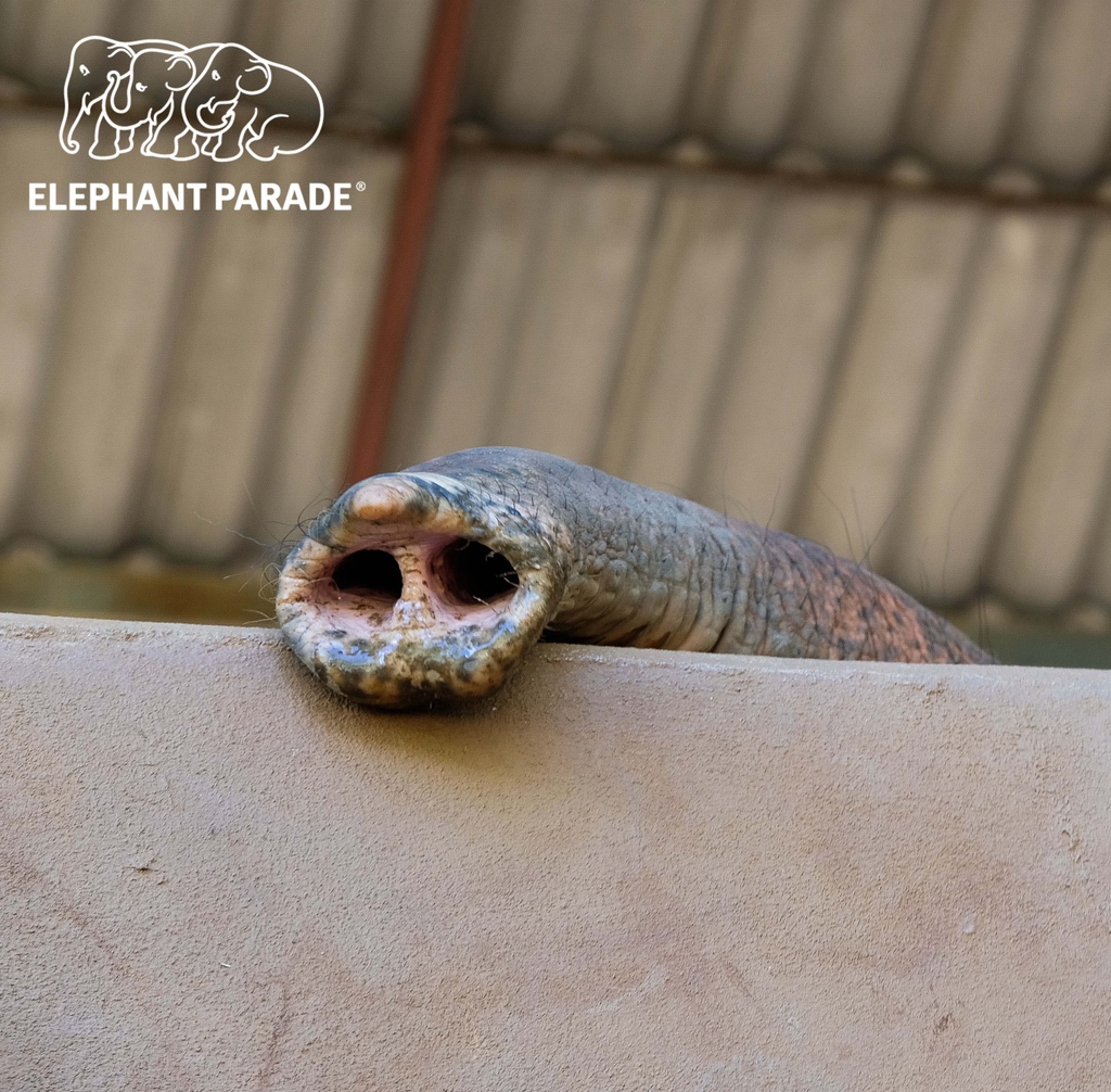 elephant_parade's tweet photo. Did you know...Elephants are all-around curious and creative creatures!
📷️ by Steve Barker
#funfactsfriday
#elephantparadefan #funfactelephant #elephantfunfacts #facts #funfacts #elephantparade #elephants #saveelephants #elephantlove #elephantconservation https://t.co/cQmv7L9oj2