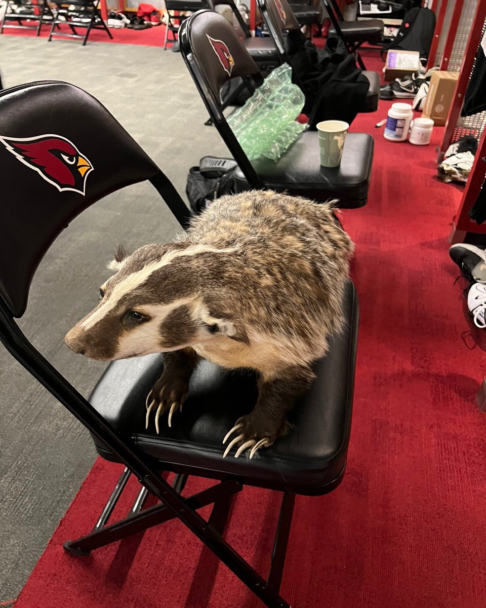 BleacherReport's tweet photo. JJ Watt, the former Wisconsin Badger, got a WILD package from a fan yesterday 😳 https://t.co/tK1osL7MqQ