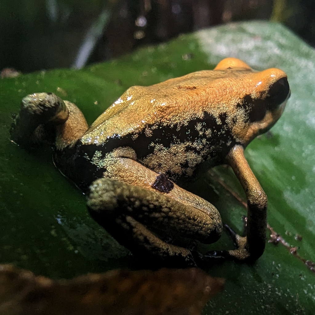 amphibianfound's tweet photo. It's the first #FrogFriday of 2023, and we'd never turn our backs on this golden opportunity for some #AmphibiousAF wordplay!

#Phyllobates #Phyllobatesterribilis #Dendrobatidae #GoldenPoisonFrog #GoldenDartFrog https://t.co/50s3Dj7MVY